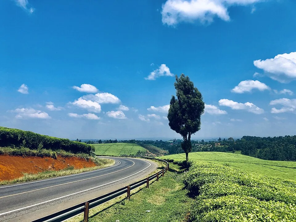 Tree-lined road through tea country towards Kiambu